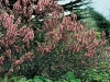 Prunus Tenella Fire Hill- Amandier